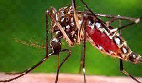 बंगलादेश में डेंगू के 3,015 नए मामले
