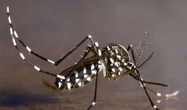 ब्राजील में डेंगू से अब तक 391 मौत