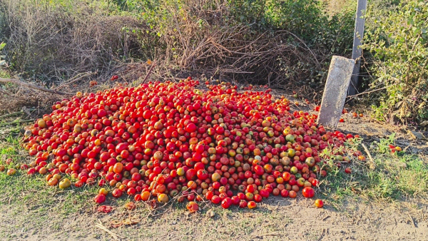 टमाटर हुए सस्ते किसान परेशान मंडी में नहीं बिक रहे  टमाटर