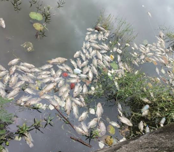 अदवा नदी में मछली पकड़ रहे लोग वन विभाग की टीम देखकर भागे 