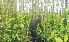 मालदीव भेजे गए पान के पत्ते, केले और नींबू, किसानों को होगा मुनाफ़ा